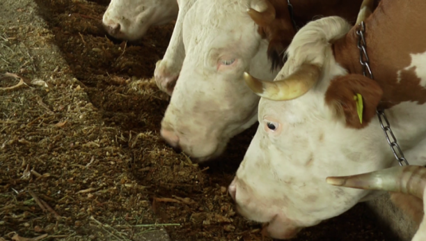 PRVI U SVETU Novi Zeland uvodi porez na krave i ovce zbog emisije gasova