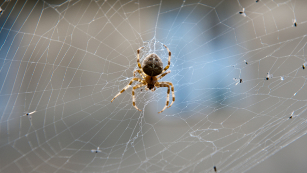 STRUČNJACI SAVETUJU Nikako ne ubijajte pauka u svojoj kući, evo i zbog čega