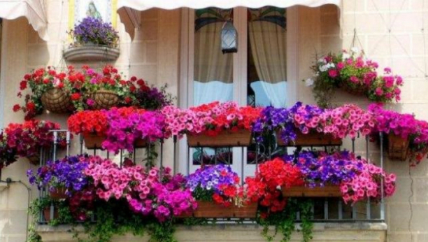 ZA NAJLEPŠI I NAJŠARENIJI BALKON U KRAJU: Kombinacija ovih 5 biljaka je provereno najbolja rascvetana šema