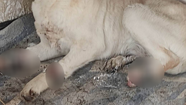 UŽAS U KINKINDI, JAVNOST ŠOKIRANA Labrador monstruozno mučen, pronađen s teškim povredama nogu - čeka ga amputacija, a možda i eutanazija! (UZNEMIRUJUĆE)