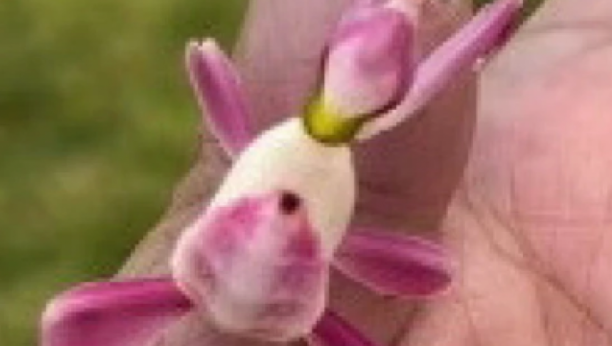 orhideja bogomoljka