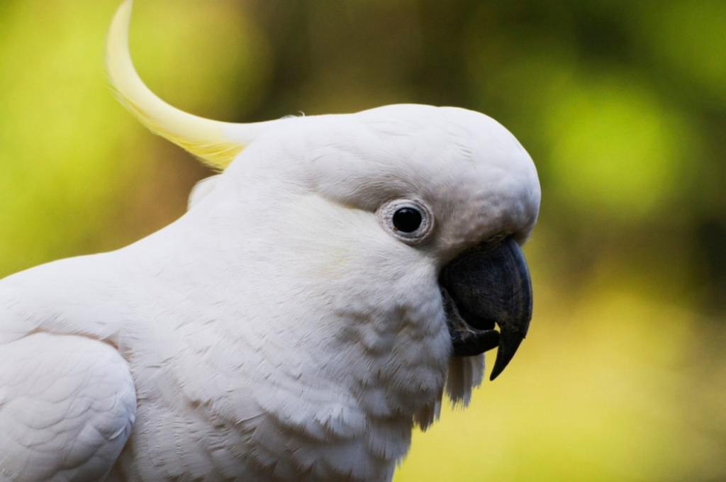 Papagaj Kakadu