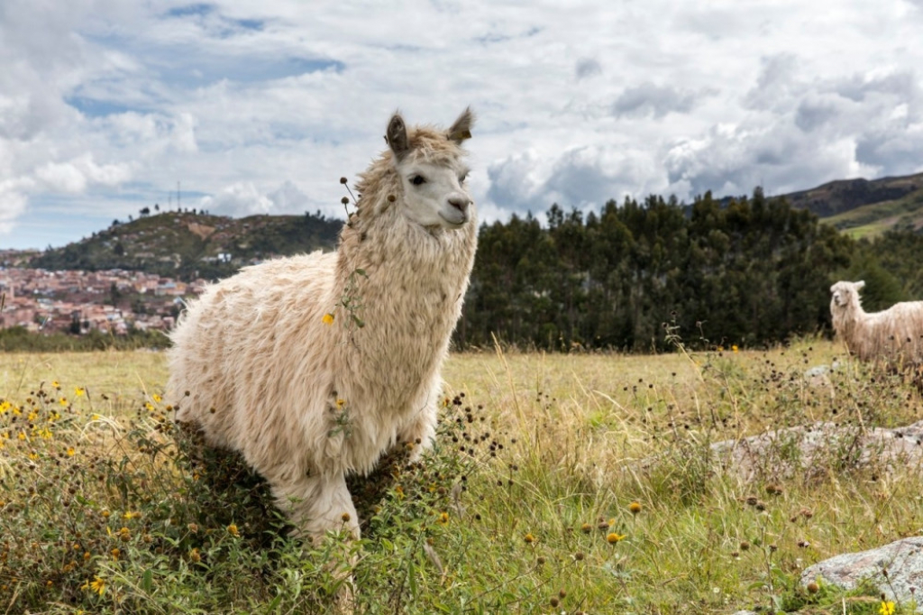 Lama