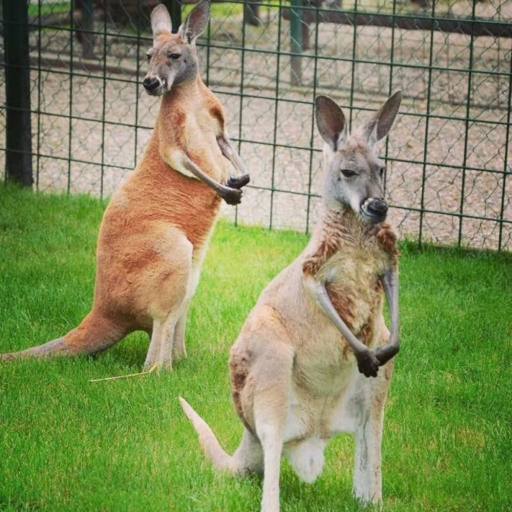 Kenguri u jagodinskom zoo vrtu