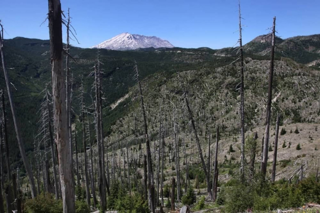 Uništena šuma posle erupcije St Helen