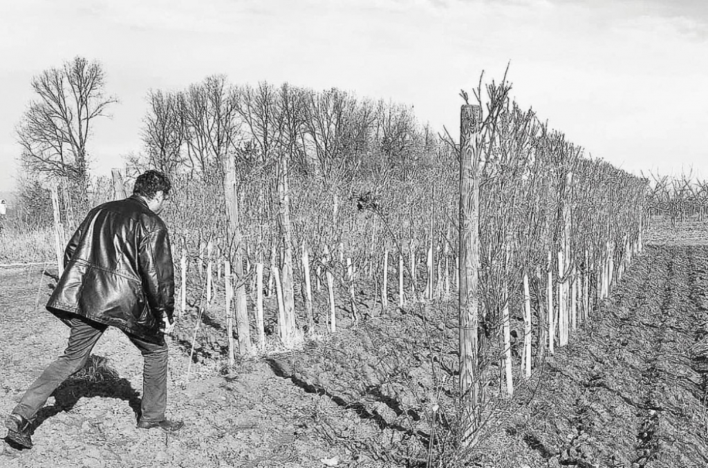 Žena vinogradara je krivicu svalila na ljubavnika