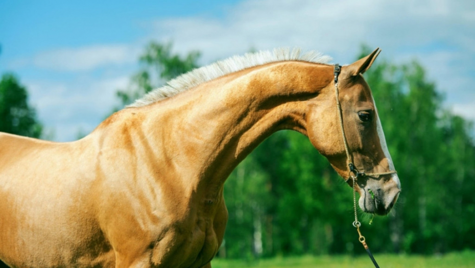 Akhal-teke konj