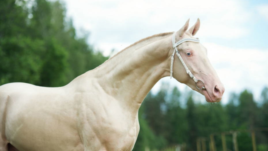 Akhal-teke konj