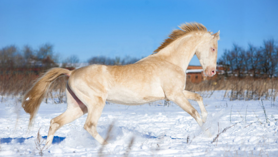 Akhal-teke konj