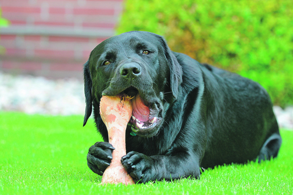 Labrador