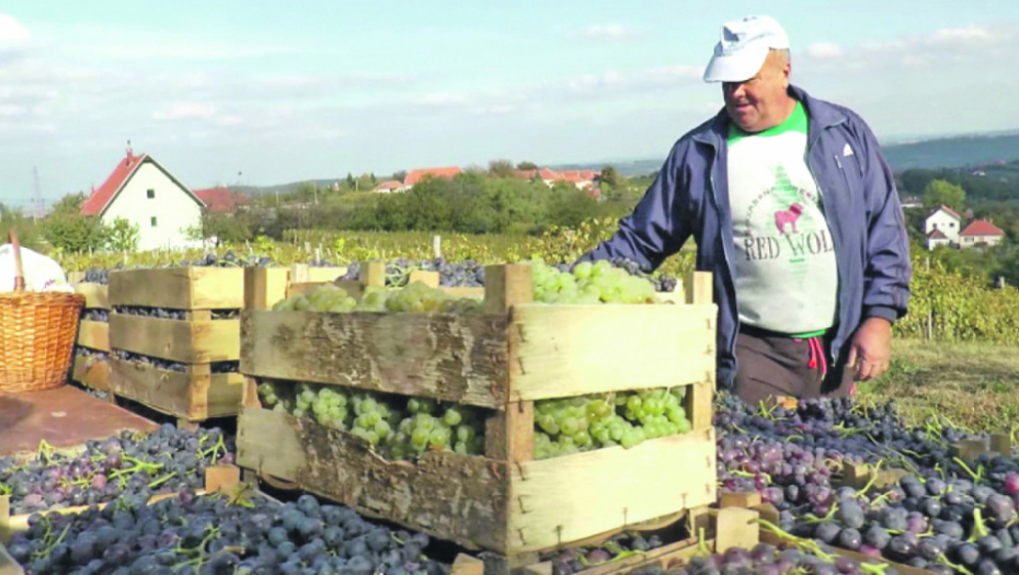 Srpska Toskana, vino, čokot