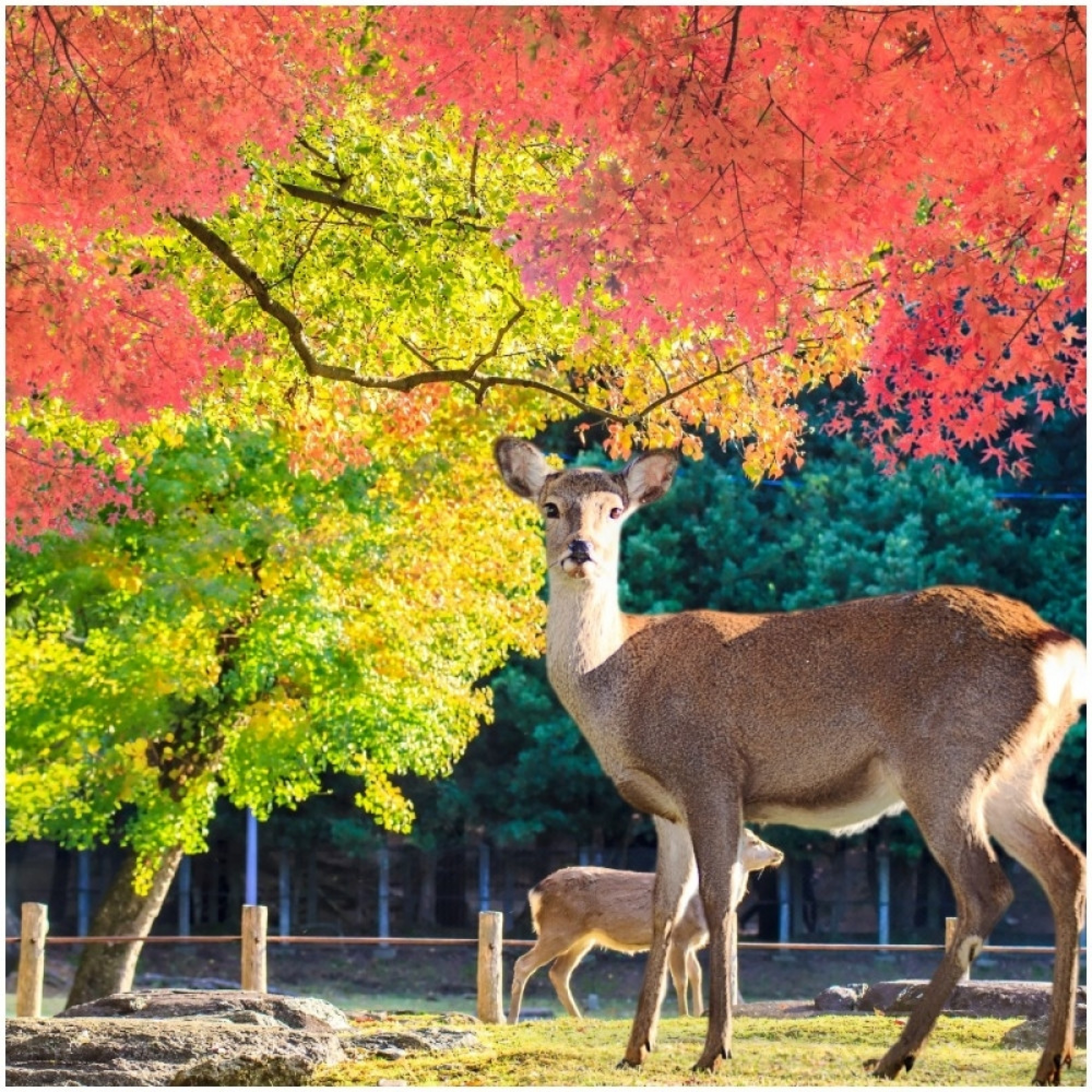 japan, nara, park, jelen