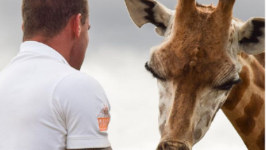 zoološki vrt, veterinar, žirafa