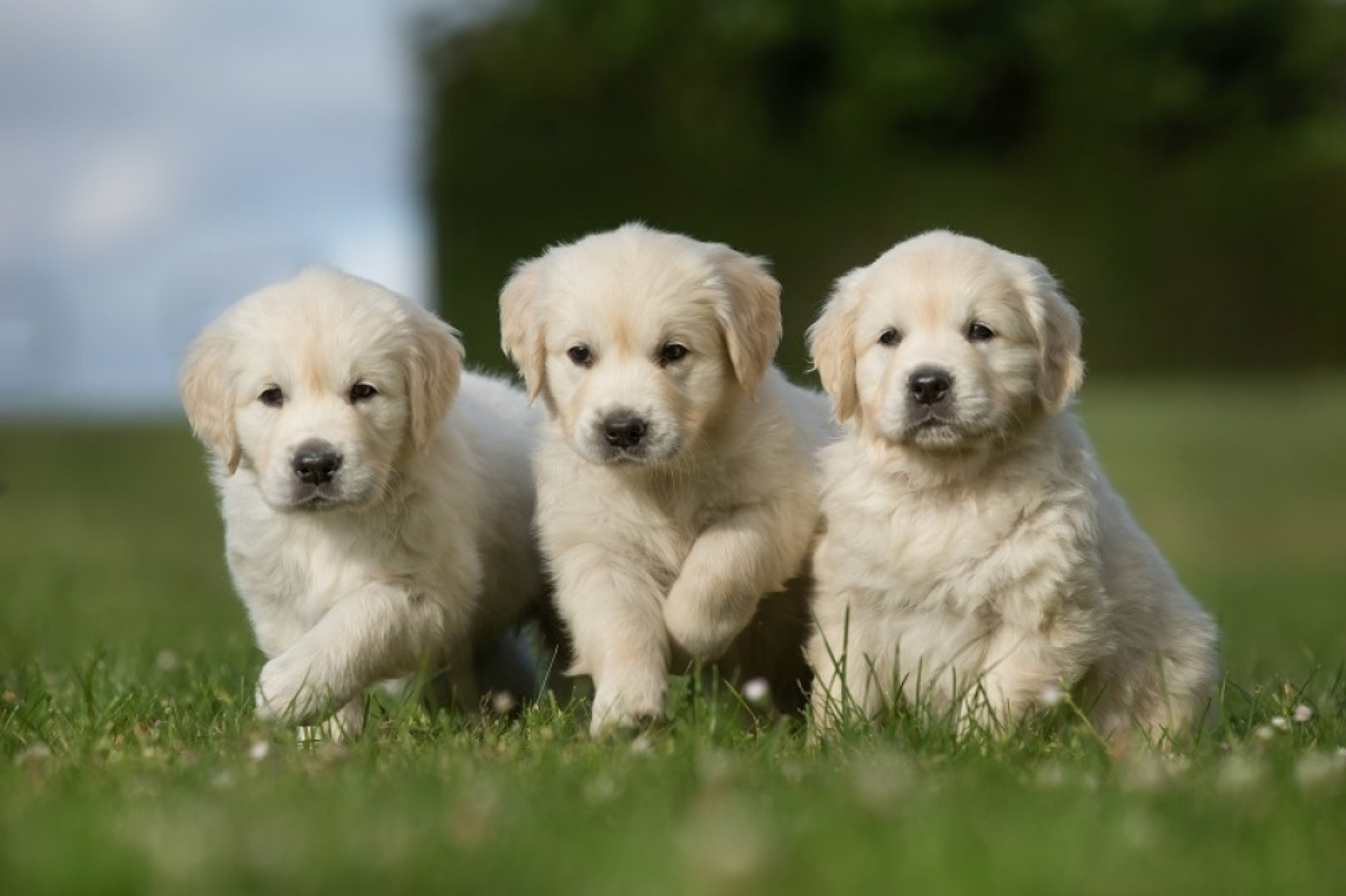 štenci, buldog, retriver, špic, samojed