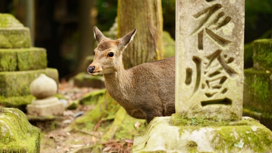 Nara, japan, park