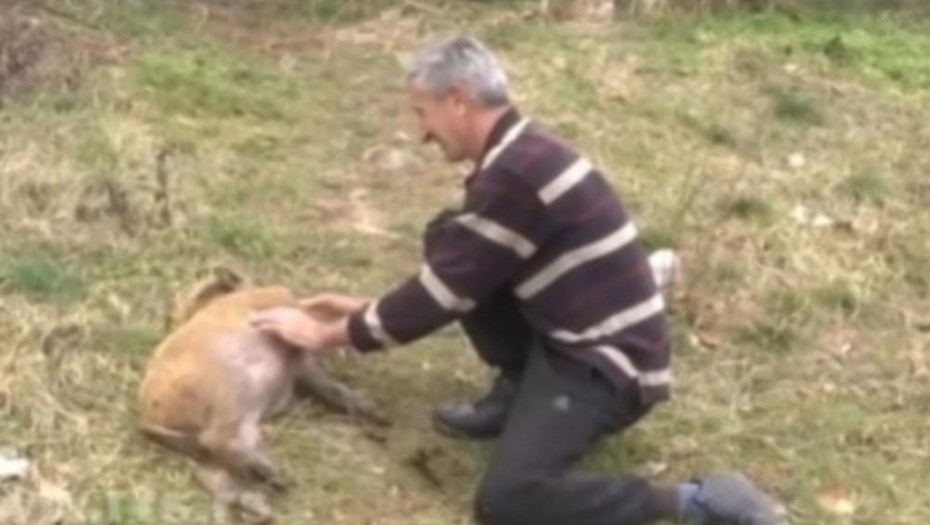 CELO SELO DOLAZI KOD ILIĆA NA " ČEŠKANJE " Pepa prase atrakcija u selu Maćedonac kod Medveđe (FOTO)