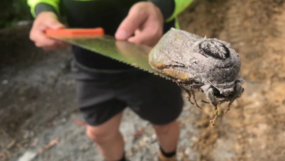 U Australiji otkriven ogromni "drevni moljac", veličine pacova!