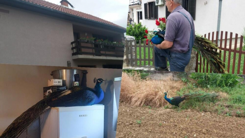 ČAČANINU NA KROV SLETEO GOST RASKOŠNOG REPA Sada ne silazi s frižidera, tu mu je najlepše! (FOTO)