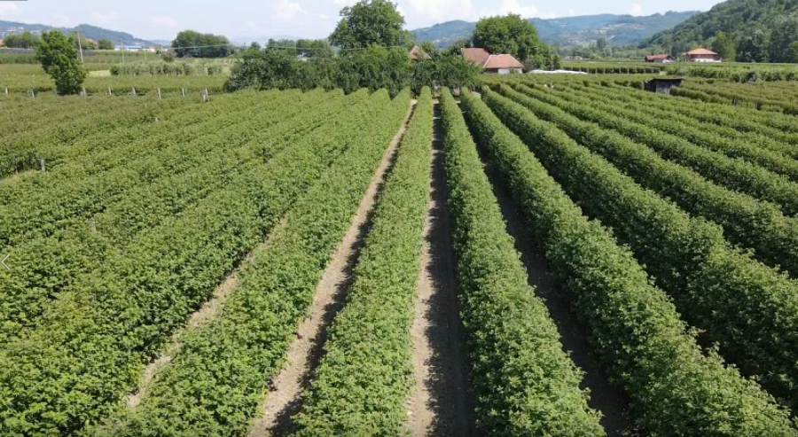 ZA ČETIRI DANA BRANJA MALINA ZARADITE ZA MORE Berača voća sve manje, a dnevnice visoke!