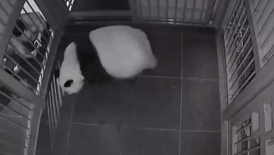 ČUDO U ZOO VRTU Džinovska panda dobila blizance! (VIDEO)