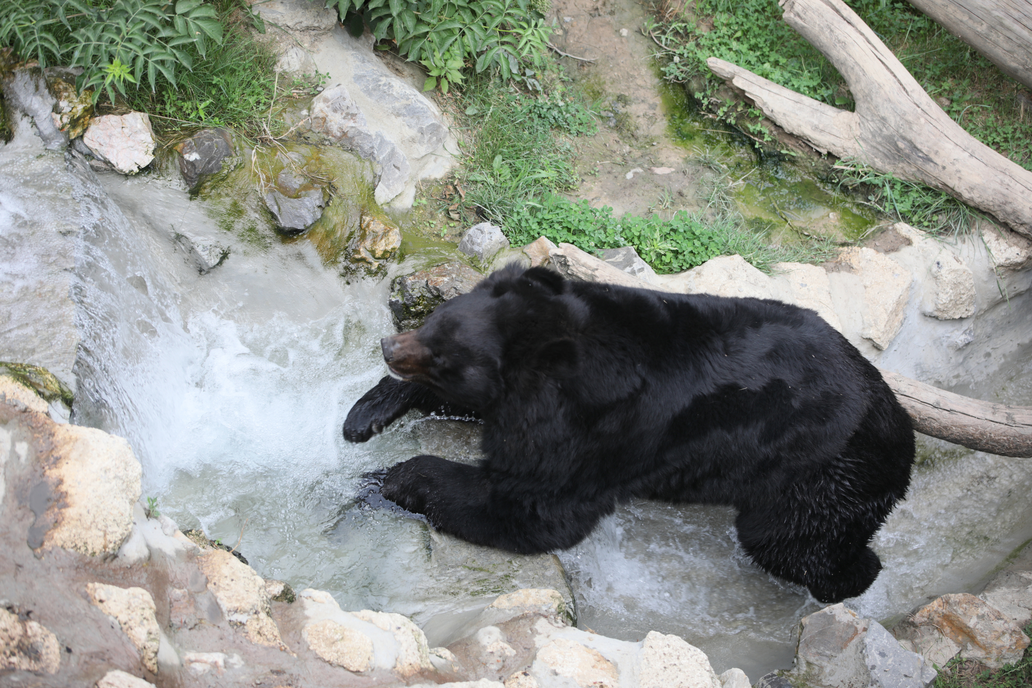 BEOGRAĐANI SPAS TRAŽILI POD KLIMA UREĐAJIMA, A U ZOO VRTU DRUGAČIJA PRIČA: Evo kako su se rashladili životinjski drugari (FOTO)