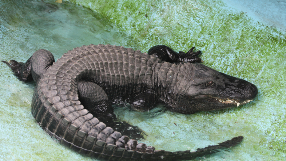 BEOGRAĐANI SPAS TRAŽILI POD KLIMA UREĐAJIMA, A U ZOO VRTU DRUGAČIJA PRIČA: Evo kako su se rashladili životinjski drugari (FOTO)