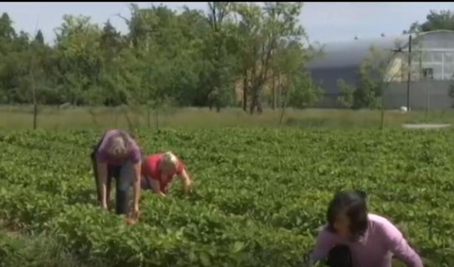 ŽENE NA SELU BEZ STALNIH PRIMANJA Država rešava to pitanje i daje čak 50.000 evra, ovo su uslovi