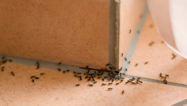 OVO JE NAJMOĆNIJE SREDSTVO PROTIV INSEKATA Tera komarce, bubašvabe i mušice, a svako može da ga napravi