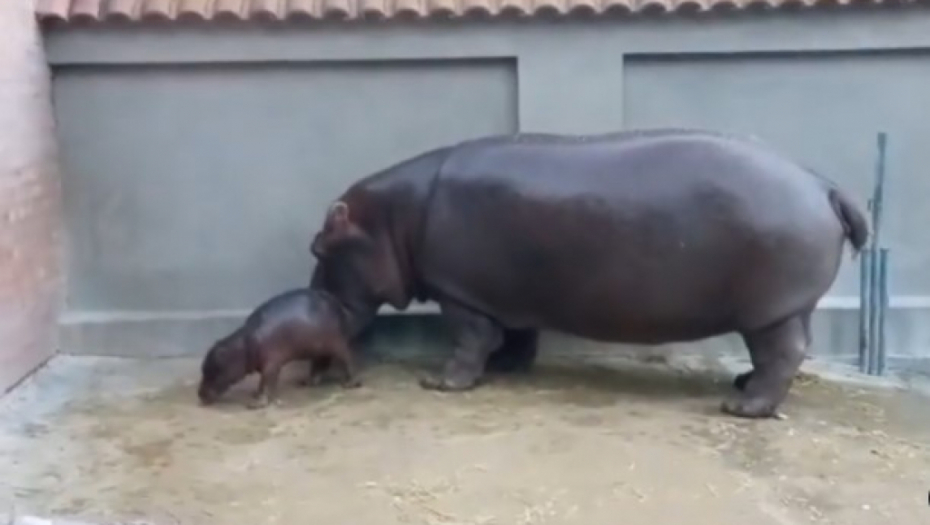 PRINOVA U BEOGRADSKOM ZOO VRTU Mama Julka ljubomorno čuva svoje mezimče (VIDEO)