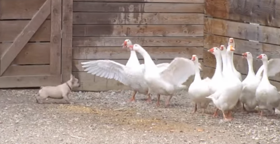 TUČA U DVORIŠTU ZADRUGE Stanija preklinjala da stanu, Matora dotrčala da ih rastavi!