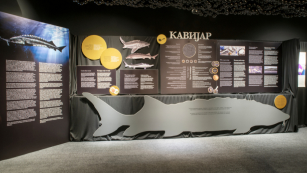 Izložba "Kavijar" u Galeriji Prirodnjačkog muzeja u Beogradu