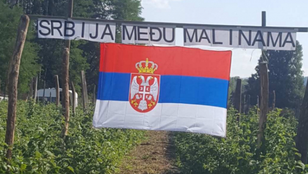 SRBIJA MEĐU MALINAMA Srpska zastava sa ponosom postavljena u malinjaku u Arilju