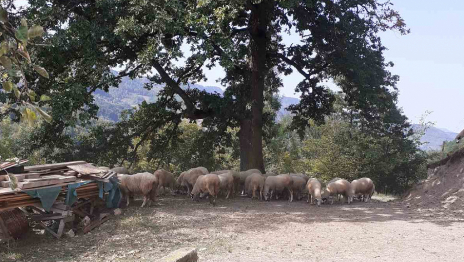 VIC DANA Vozi Haso i udari ovcu na putu...