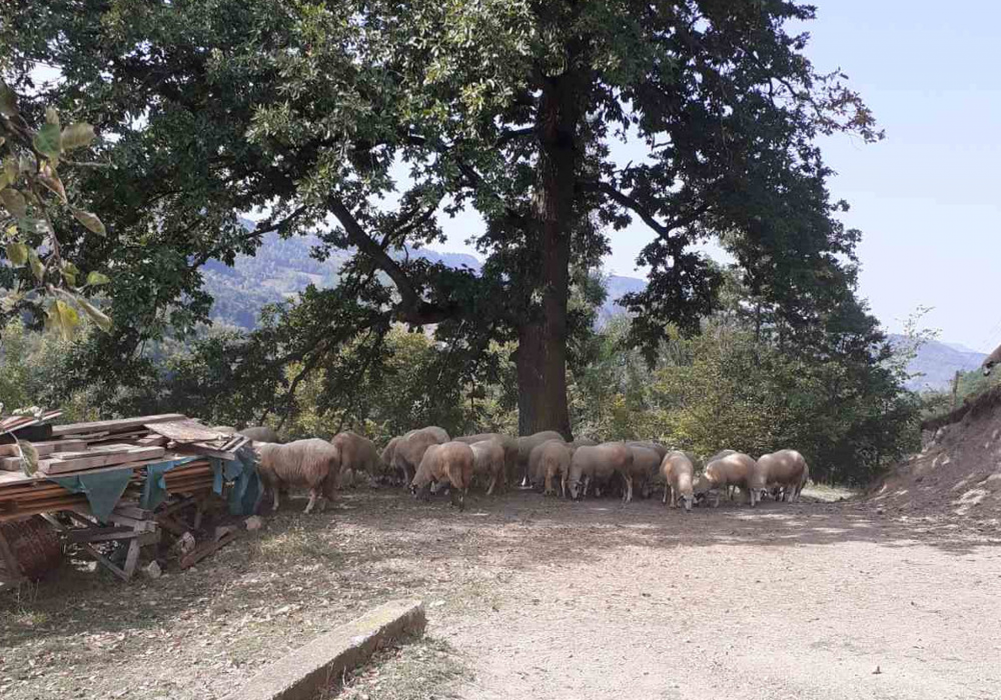 ŠTETA OD NEPOZVANIH GOSTIJU SVE VEĆA Meštani srpskih sela žive u strahu da će ih oterati sa dedovine!