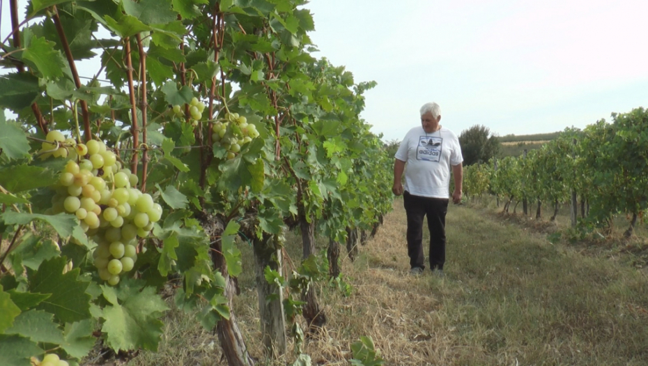 U SRPSKOJ TOSKANI RAĐA NAJUKUSNIJE GROŽĐE Svaka kuća u Topoli ima bar jedan vinograd (FOTO)