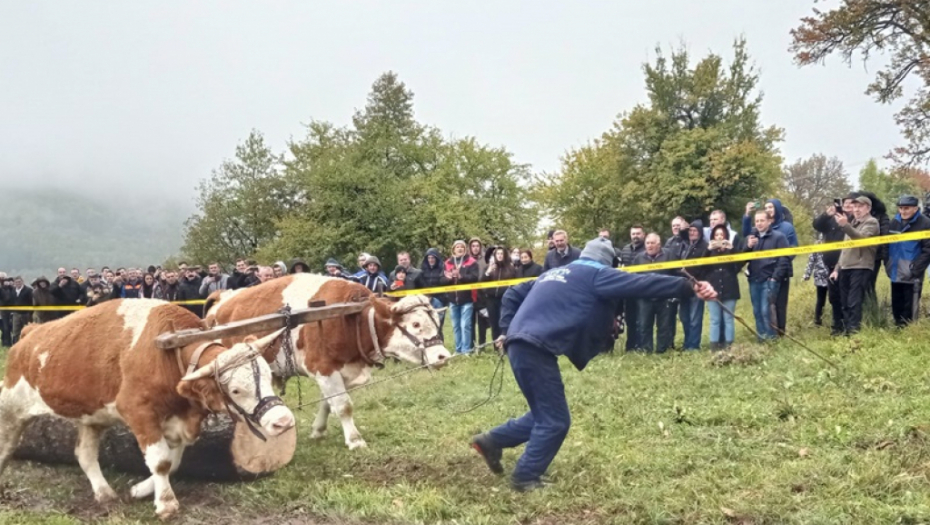 Volovi usmrtili čoveka kod Mostara