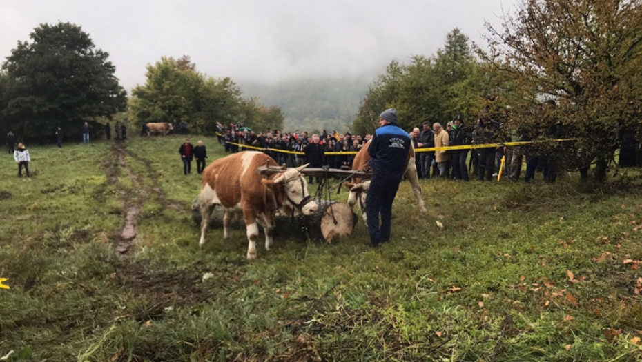 ZARAĐUJU HLEB SA SEDAM KORA, A VOLOVI SU IM KAO ČLANOVI PORODICE Tomislav je najbolji rabadžija u prijepoljskom kraju, izvlači građu iz šume kao da je od papira (FOTO)