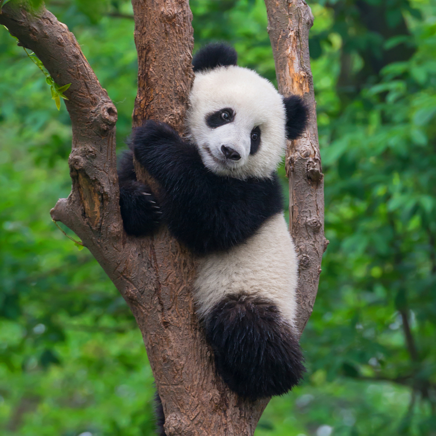 PANDAMA NE PRIJAJU ZOOLOŠKI VRTOVI Održavanje populacije u zatočeništvu rizik od izumiranja, ovako im se može pomoći