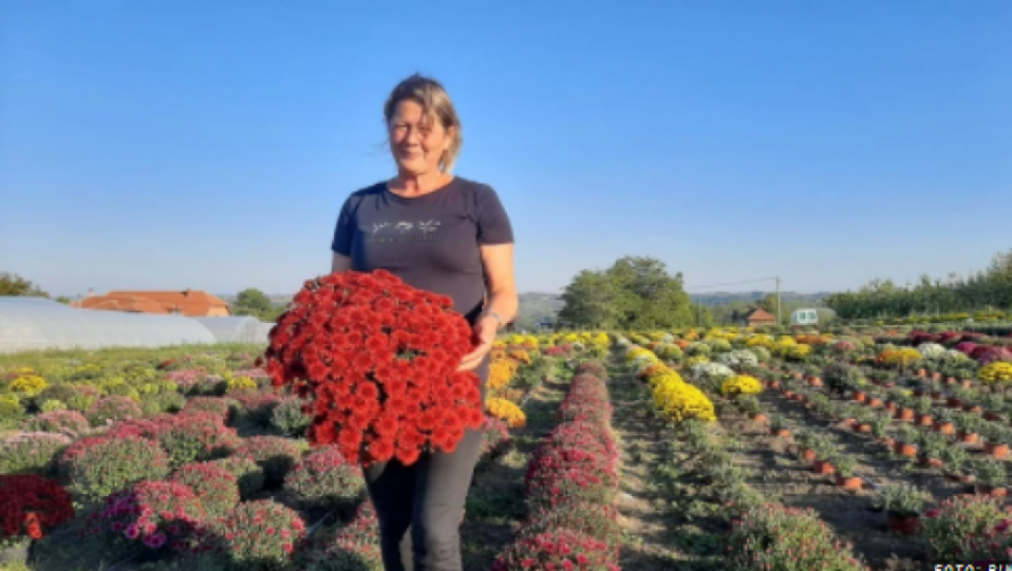 CVEĆE KOJE KRASI VLADU SRBIJE I BELI DVOR Porodica Novaković gaji loptaste biljke, nazivaju ih i KRALJICAMA JESENI!