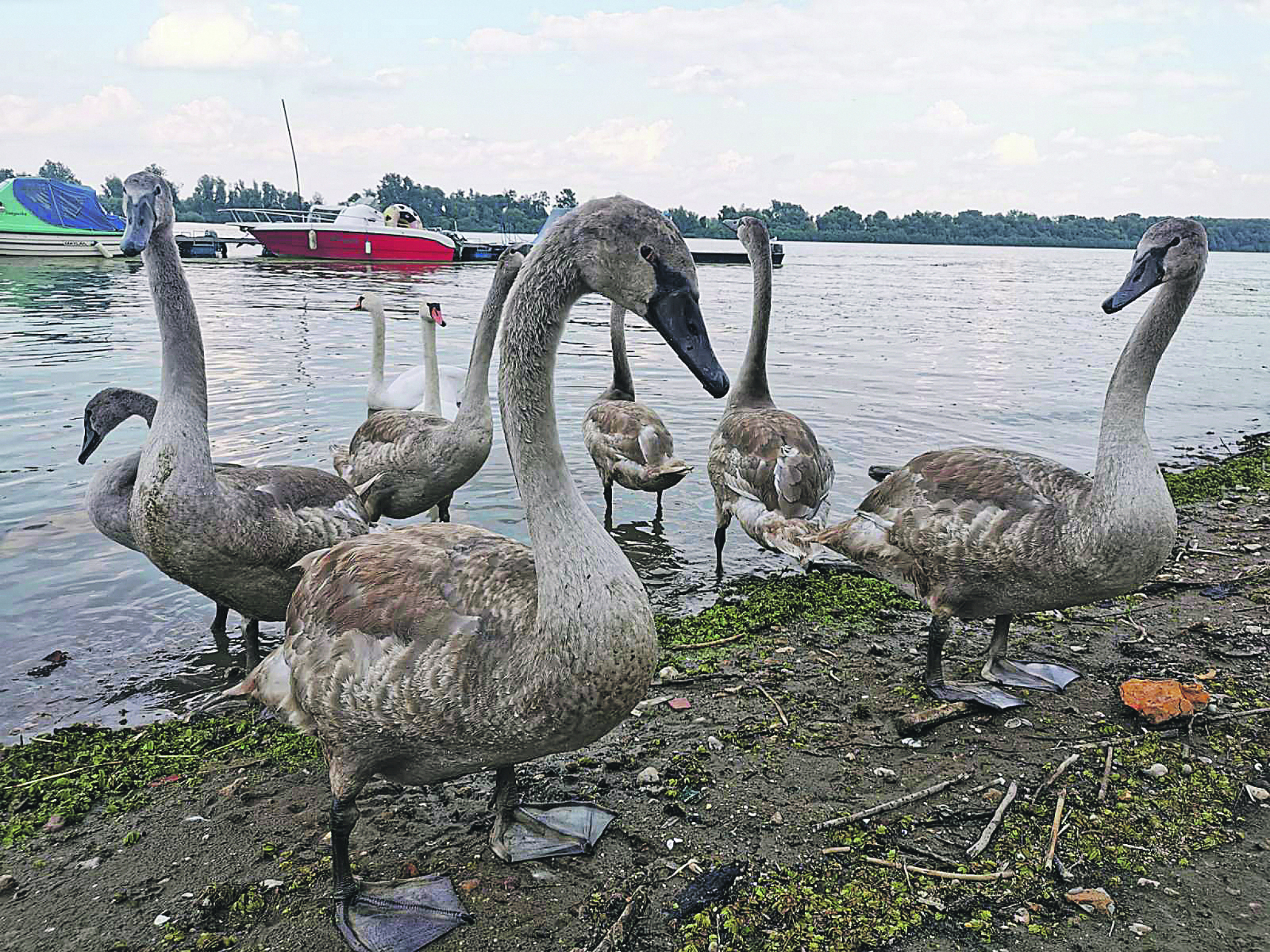 BATAJNICA NA LEPOM PLAVOM DUNAVU Od Zavetnog krsta, preko trim staze na obali i litice iz ledenog doba do vola na ražnju (FOTO)