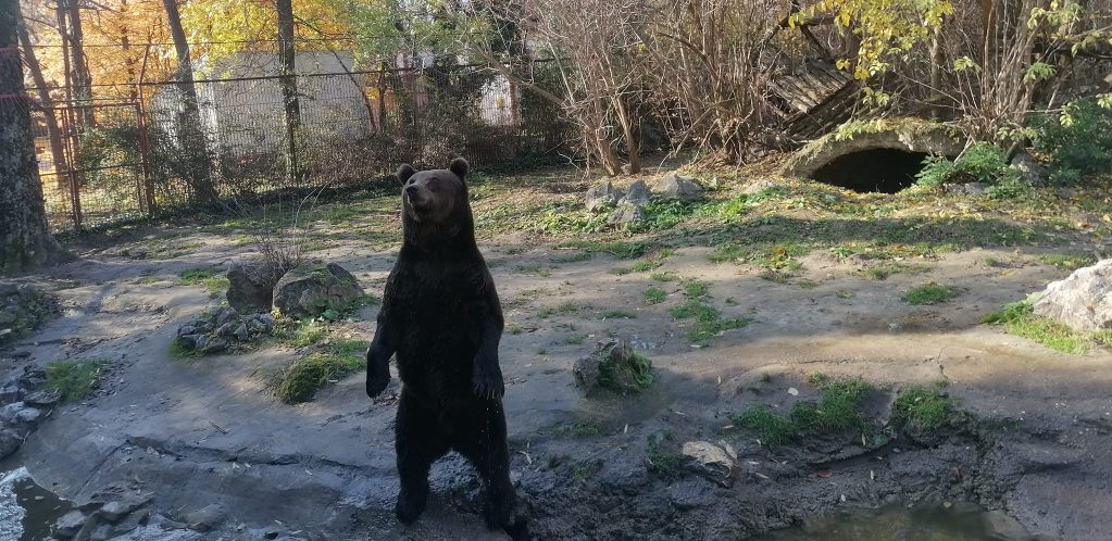 ZOO VRT U PALIĆU IMA PRAVU ATRAKCIJU Medved ne gubi vreme, od posetilaca traži hranu