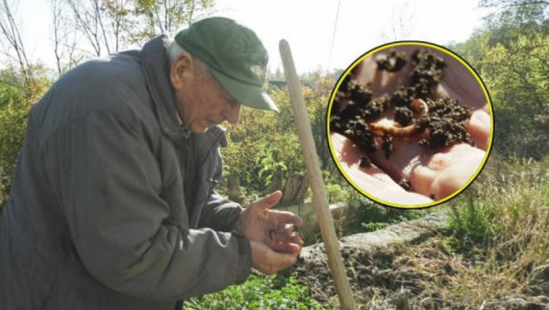 NAJNEOBIČNIJA FARMA U SRBIJI! Dok ostali uzgajaju krave, ovce i kokoške, Radosav gaji KALIFORNIJSKE GLISTE! (FOTO)