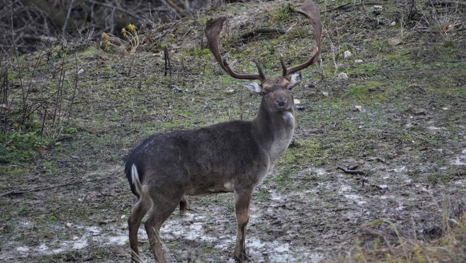 OGROMNA FARMA JELENA U SRBIJI Lopatari sa Lovćena postali Šumadinci (FOTO)