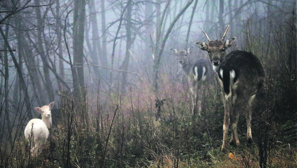 OGROMNA FARMA JELENA U SRBIJI Lopatari sa Lovćena postali Šumadinci (FOTO)