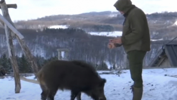 "IMAMO TRI ĆERKE I GILETA!" Porodica Avramović udomila divlju svinju (VIDEO)