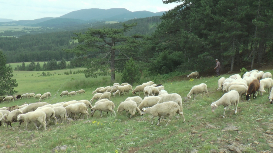 SVI MOGU DA DOBIJU SUBVENCIJE Postoji samo jedan uslov, a ko nema traktor može da koristi opštinski!