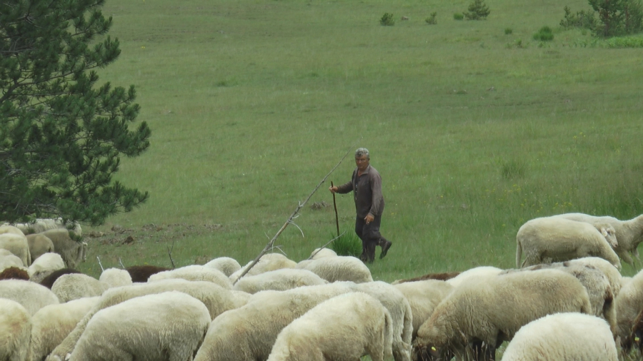 SVI MOGU DA DOBIJU SUBVENCIJE Postoji samo jedan uslov, a ko nema traktor može da koristi opštinski!