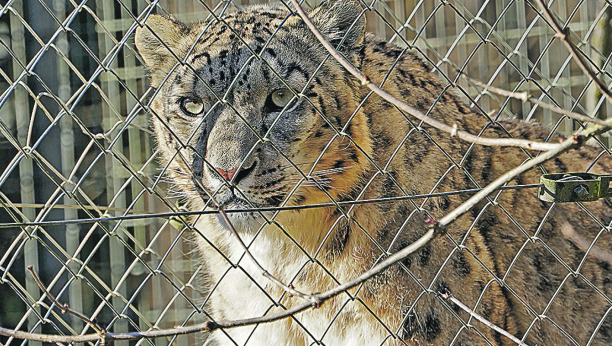 UGROŽENI ZBOG KRZNA Snežni leopard, a snega niđe