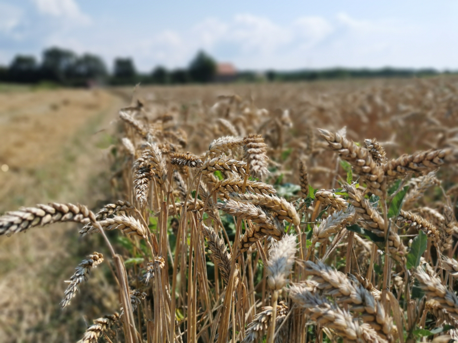 SRBIJA IMA DOVOLJNO REZERVI PŠENICE Ovih šest država traži pomoć od naše države