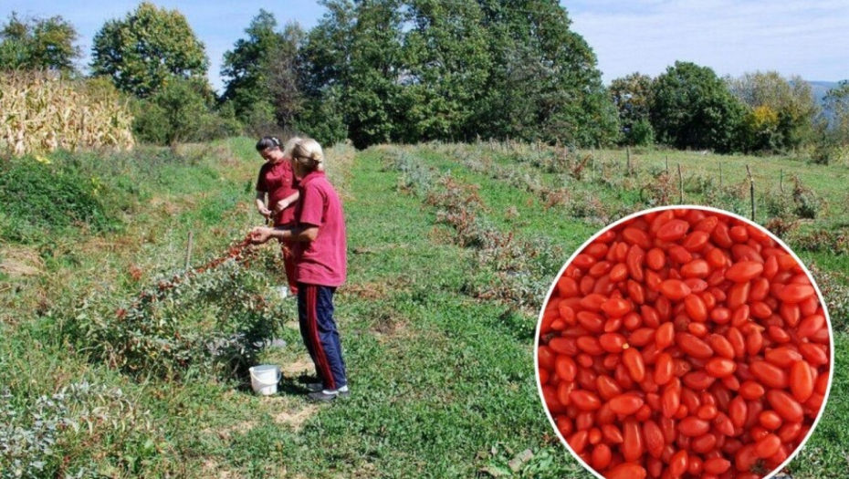 ZOVU JE I BILJKA DUGOVEČNOSTI Najzdravilje bobice na svetu jačaju imunitet, usporavaju starenje, sprečavaju nastanak kancera